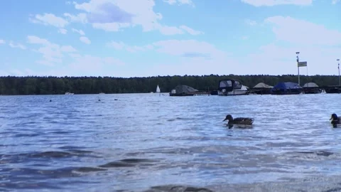 2 Ducks Stock Footage 273907710