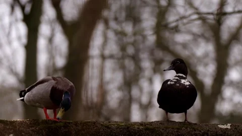 2 Ducks Stock Footage 330397114