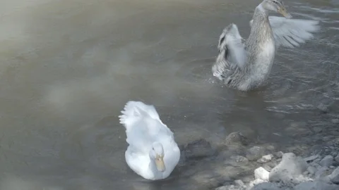2 DUCKS IN THE LAKESIDE MOVING THEIR WINGS IN THE WATER WHITE DUCK SLOW MOTION Video stock 100774314