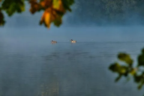 2 ducks playing the mating game in the morning mist Foto stock