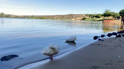 2 ducks preening at the water's edge Stock Footage 189971203