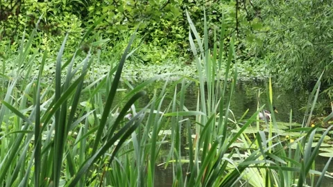 2 ducks  on a river and yellow water lilies Video stock 133637707