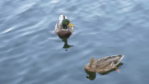 2 ducks swimming in lake Stock Footage 140944729