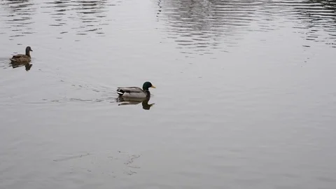 2 Ducks Swimming on a River Stock Footage