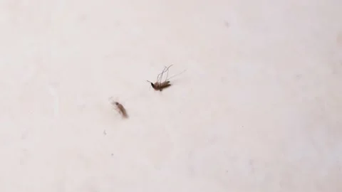 2 dying mosquito on the floor Stock Footage 194008853