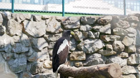 2 an eagle with a large yellow beak stands on a branch Stock Footage 172234759