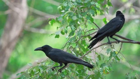 2 eastern jungle crow go against the wind on treetop. 스톡 동영상 148630987