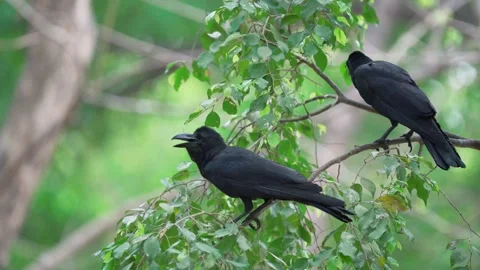 2 eastern jungle crow standing still on treetop. Vídeos de archivo 148629418