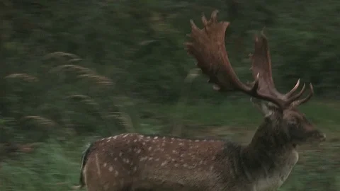2 Fallow deer bucks (dama dama) near rutting ground - wildlife -HD Stock Footage 82313386