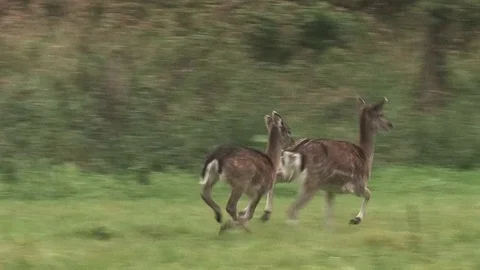 2 Fallow deers (dama dama) escape near rutting ground - wildlife -HD Stock Footage 82313393