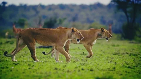 2 female lions Stock Footage 220104861