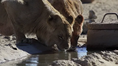 2 Female lions at polentswa Stock Footage