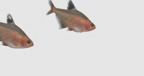 2 Fish on Alpha Channel 스톡 동영상 170502908