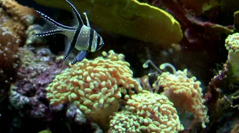 2 fish Stock Footage 136123