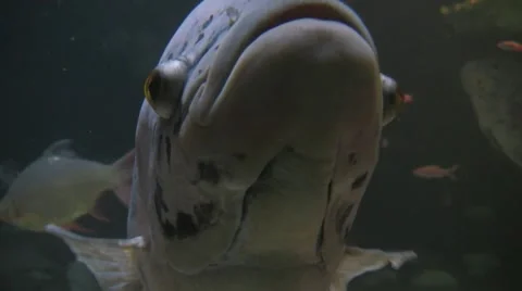 2. fish underwater Stock Footage 5553707