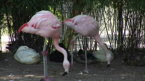 2 flamingos Stockbeeldmateriaal 701117