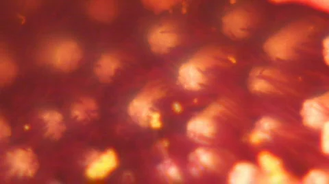 2 - Flowers Stock Footage 105320