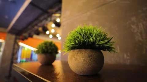 2 flowers in a pot Stock Footage 155738416