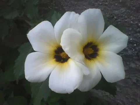 2 flowers sida practically twins, a bee pollinates one of them, just beautifful Stock Footage 161209214