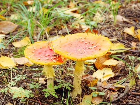 2 fly agarics in the grass among the leaves Stock Photos