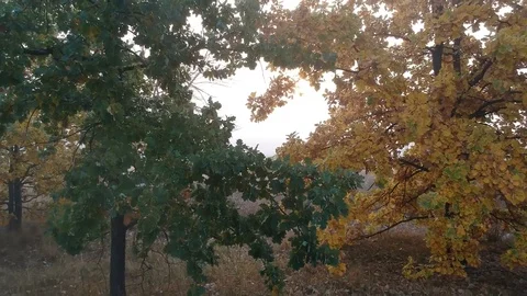 2 Flying between the branches of a tree. Autumn dawn Stock Footage 123221223