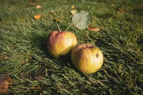 2 fresh apples lying side by side on a green meadow Stock Photos