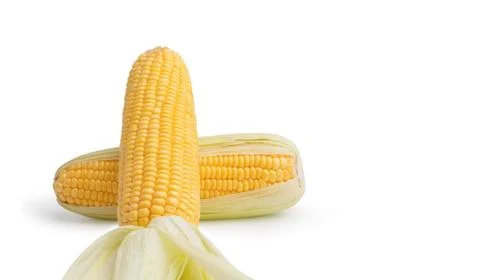 2 Freshness raw corn isolated on the white background Stock Photos