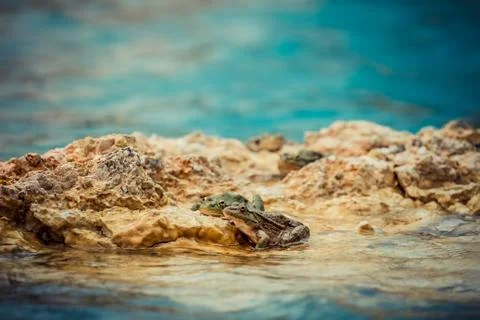 2 frogs at the shore Stock Photos