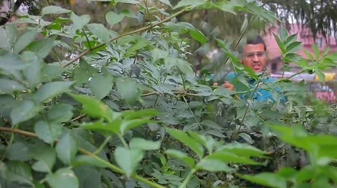 2. Gardener trimming hedge. Worker shaping bushy fence.Electric trimmer.Cutting. Stock Footage 42773775