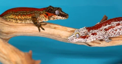 2 Gargoyle Geckos Facing Each Other On A Branch W/ Blue Background Stock Footage 108391728