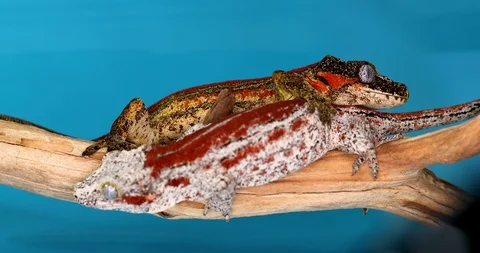 2 Gargoyle Geckos On Top Of Each Other On A Branch With Blue Background Stock Footage 108392222