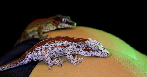 2 Gargoyle Geckos On Woman's Butt Cheeks With Varying Focus &amp; Green Lights Stock Footage 108392833
