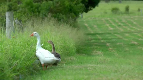 2 geese in a green field Stock Footage 10578767