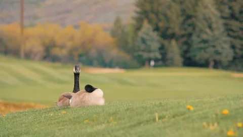 2 geese grooming mid distant off center 스톡 동영상 105318428