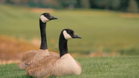 2 geese left close up both awake Stock Footage 105318162