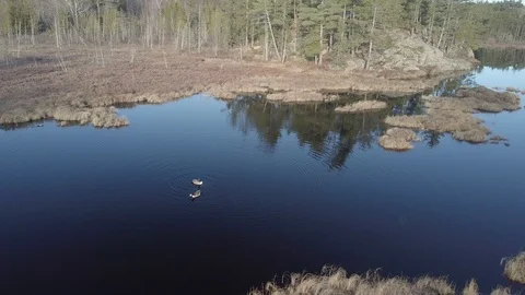 2 Geese on pond Video stock 86471056