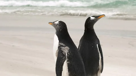 2 Gentoo penguins on a beach Stock Footage 58239367