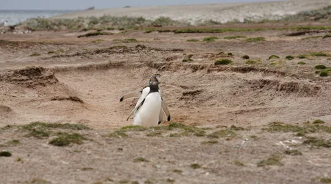 2 Gentoo penguins walking Stock Footage 58238926