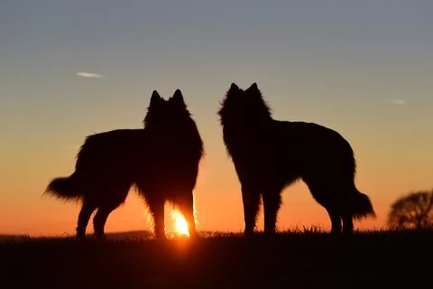 2 German shepherd dog standing at dawn Stock Photos