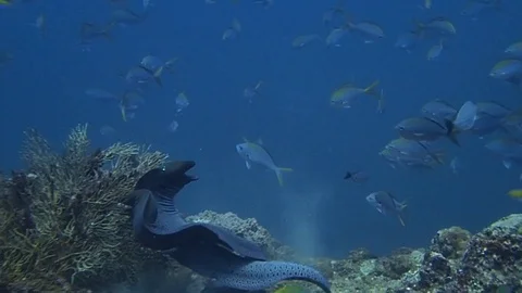 2 giant moray eels fighting Video stock 119693903