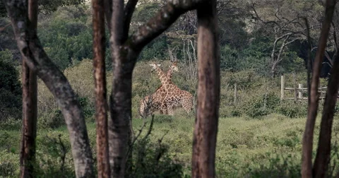 2 Giraffe in Kenya-4k Stock Footage 42247989