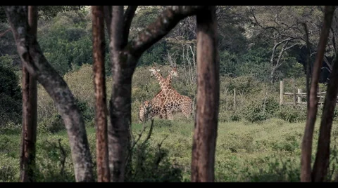 2 Giraffe in Kenya-HD Stock Footage 42391759