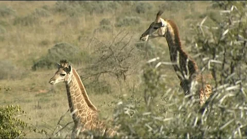 2 Giraffe watching MCU through thorn bushes 스톡 동영상 90371486