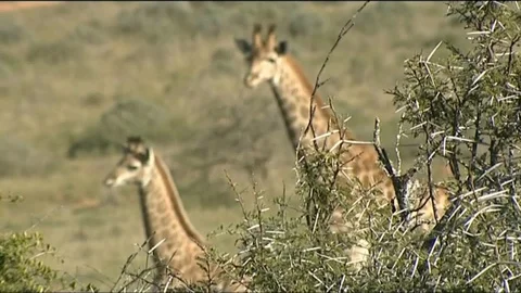 2 Giraffe watching over treetops thorny 스톡 동영상 90372737