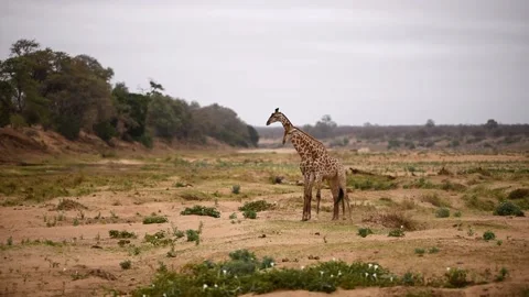 2 Giraffes in the wilderness Stock Footage 132651075