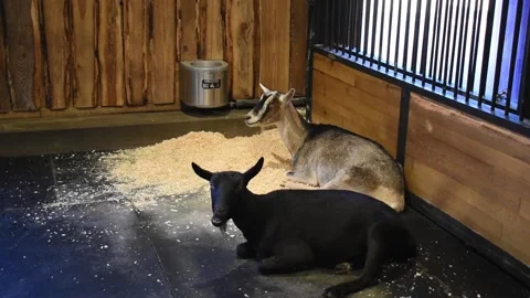 2 Goats lunching Lying Down Stock Footage 212604943