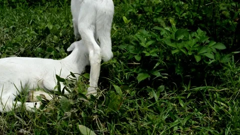 2 goats running Stock Footage 229603742