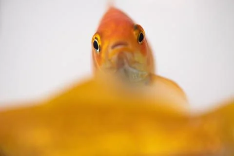2 goldfish, one in focus looking at the camera Stock Photos