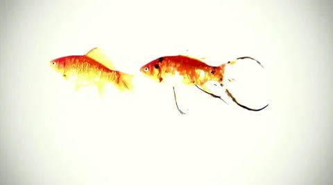 2 goldfish on white background Stock Footage 10538289