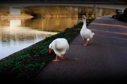 2 Gooses walking Foto stock